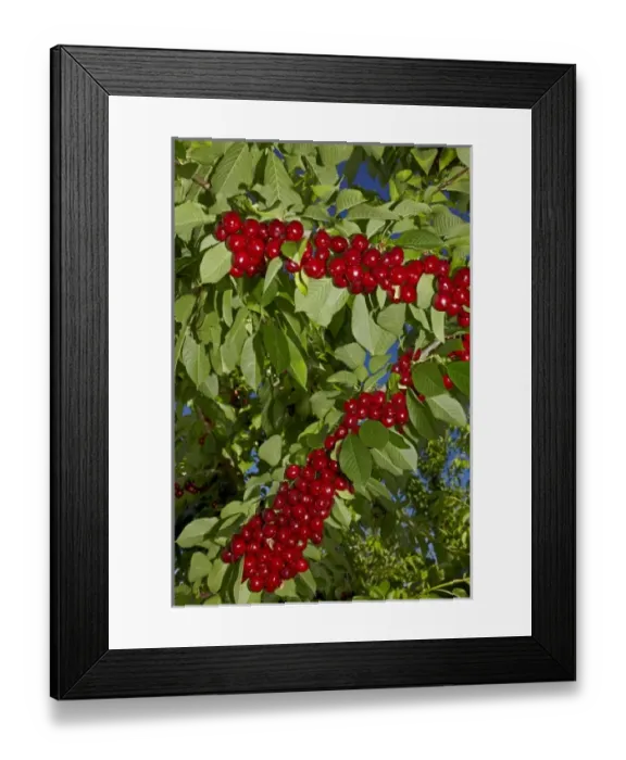 Framed Print : New Zealand Framed Print : New Zealand