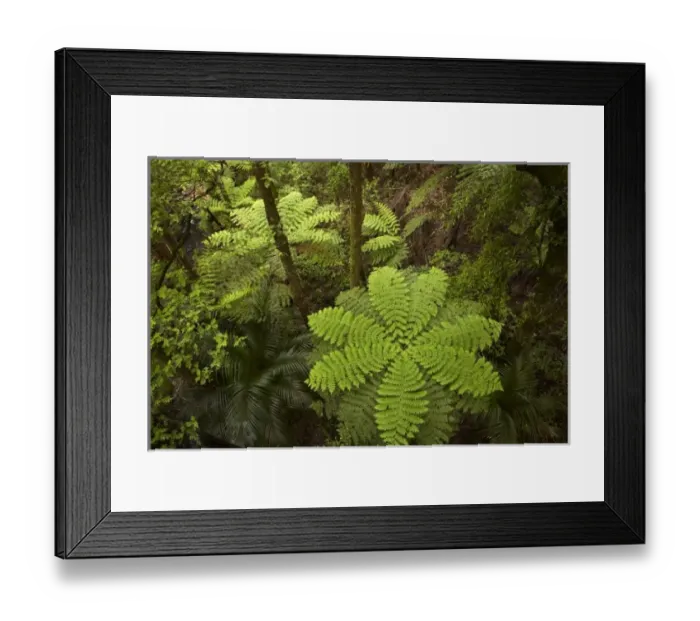 Framed Print : New Zealand Framed Print : New Zealand