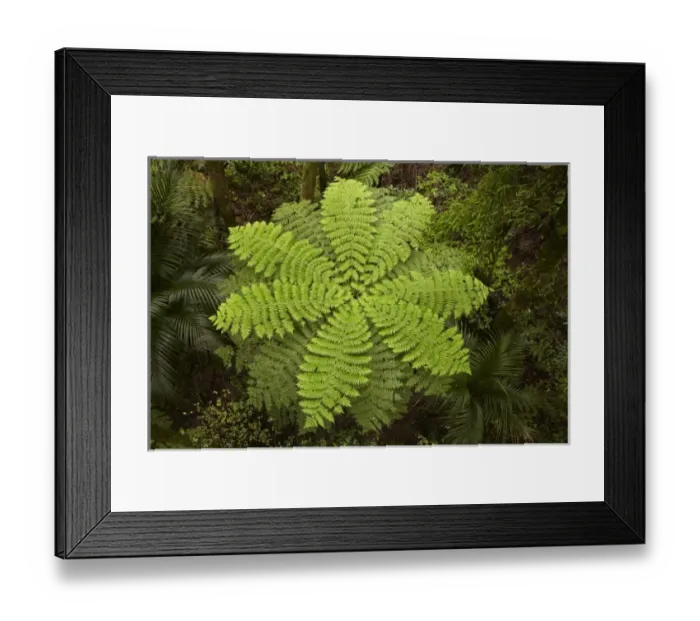 Framed Print : New Zealand Framed Print : New Zealand