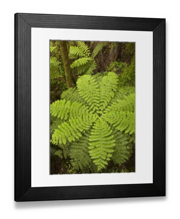 Framed Print : New Zealand