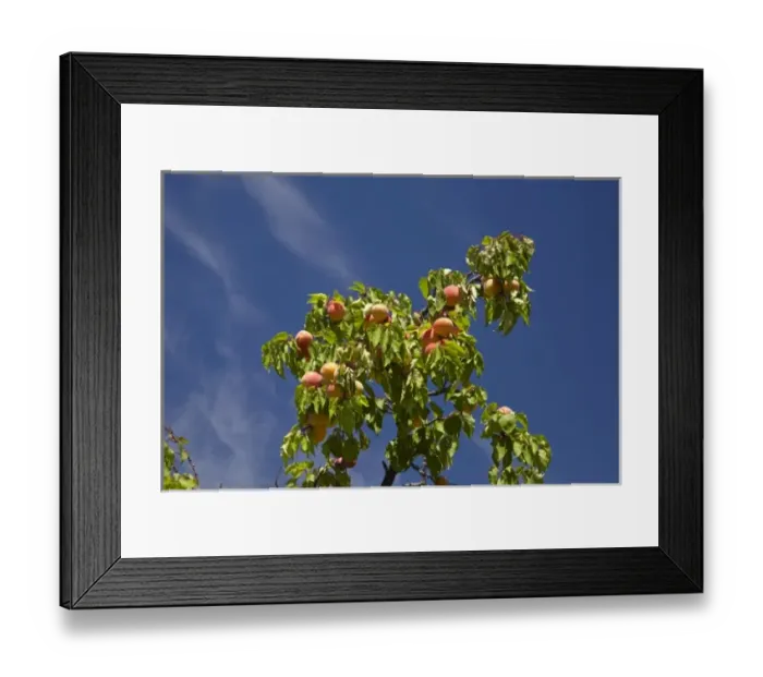 Framed Print : Apricot orchard, Bannockburn, Central Otago, South Island, New Zealand Framed Print : Apricot orchard, Bannockburn, Central Otago, South Island, New Zealand
