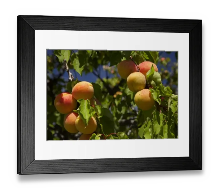 Framed Print : New Zealand Framed Print : New Zealand