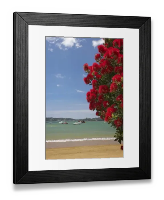 Framed Print : Pohutukawa tree and beach, Paihia, Bay of Islands, Northland, North Island, New Zealand Framed Print : Pohutukawa tree and beach, Paihia, Bay of Islands, Northland, North Island, New Zealand