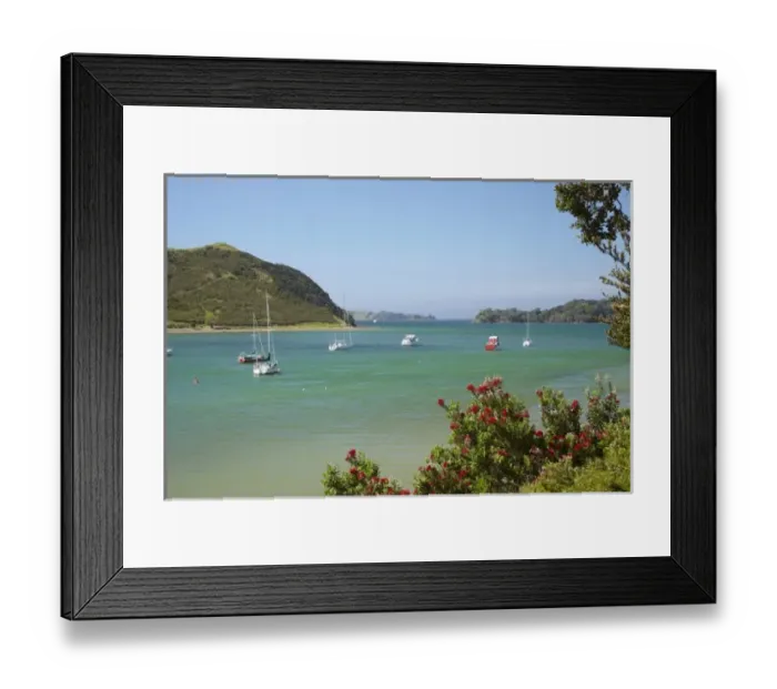 Framed Print : Pohutukawa tree and yachts moored in Waipiro Bay, Parekura Bay, Bay of Islands, Northland Framed Print : Pohutukawa tree and yachts moored in Waipiro Bay, Parekura Bay, Bay of Islands, Northland