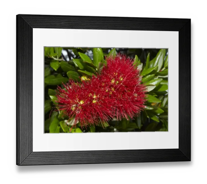 Framed Print : Pohutukawa flowers, Russell, Bay of Islands, Northland, North Island, New Zealand Framed Print : Pohutukawa flowers, Russell, Bay of Islands, Northland, North Island, New Zealand