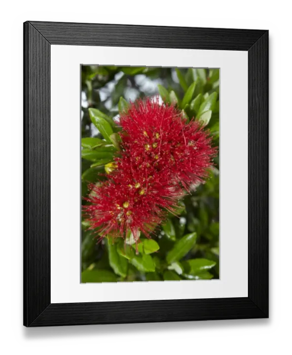 Framed Print : Pohutukawa flowers, Russell, Bay of Islands, Northland, North Island, New Zealand