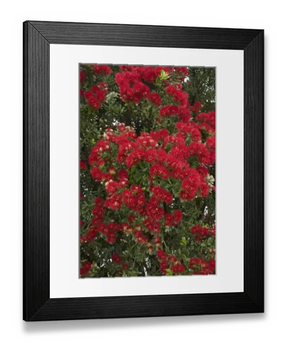 Framed Print : Pohutukawa Flowers, Paihia, Bay of Islands, Northland, North Island, New Zealand Framed Print : Pohutukawa Flowers, Paihia, Bay of Islands, Northland, North Island, New Zealand