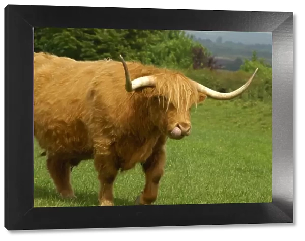 Europe, Scotland, Gretna Green. Highland cow. THIS IMAGE RESTRICTED - Not available to U