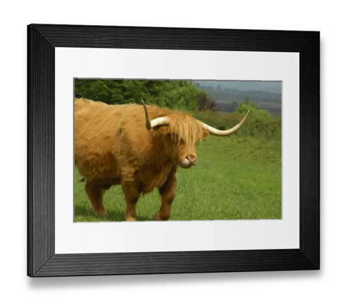Framed Print : Europe, Scotland, Gretna Green. Highland cow. THIS IMAGE RESTRICTED - Not available to U Framed Print : Europe, Scotland, Gretna Green. Highland cow. THIS IMAGE RESTRICTED - Not available to U