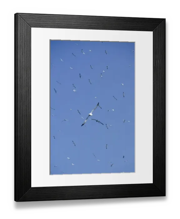 Framed Print : Scotland, Shetland Islands. Noss Scottish Natural Nature Reserve. Bird cliffs of Noss
