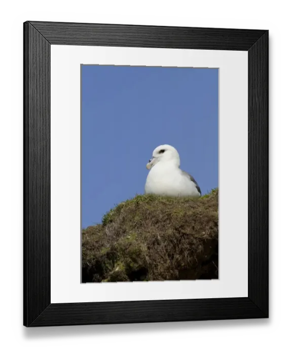 Framed Print : Scotland, St. Kilda Islands, Outer Hebrides. Historic island of Hirta. Nesting fulmar (WILD Framed Print : Scotland, St. Kilda Islands, Outer Hebrides. Historic island of Hirta. Nesting fulmar (WILD