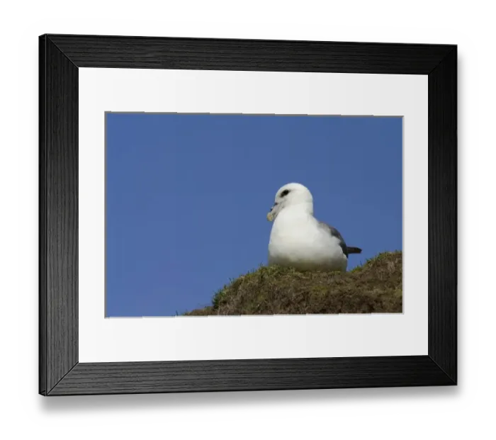 Framed Print : Scotland, St. Kilda Islands, Outer Hebrides. Historic island of Hirta. Nesting fulmar (WILD Framed Print : Scotland, St. Kilda Islands, Outer Hebrides. Historic island of Hirta. Nesting fulmar (WILD