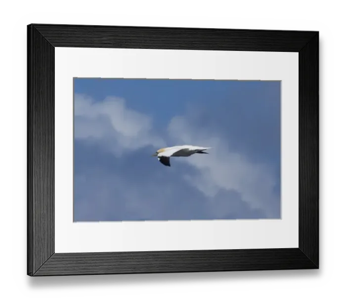 Framed Print : Scotland, St. Kilda Islands, Outer Hebrides. Island of Boreray, gannet in flight (Wild Framed Print : Scotland, St. Kilda Islands, Outer Hebrides. Island of Boreray, gannet in flight (Wild