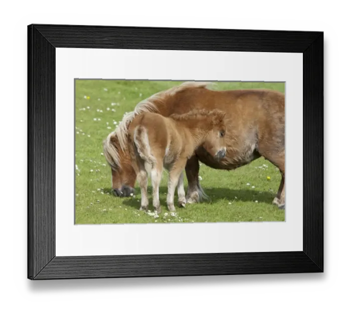 Framed Print : Europe, Scotland Framed Print : Europe, Scotland