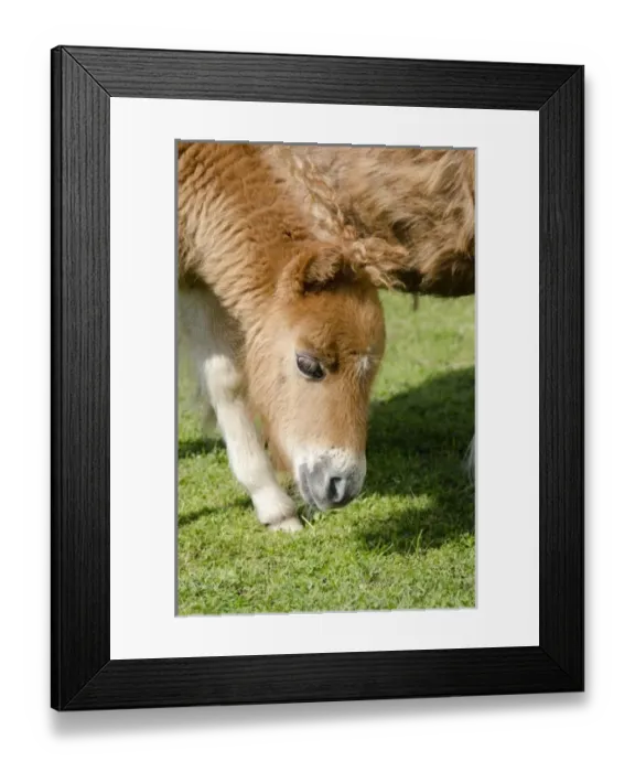 Framed Print : Europe, Scotland Framed Print : Europe, Scotland