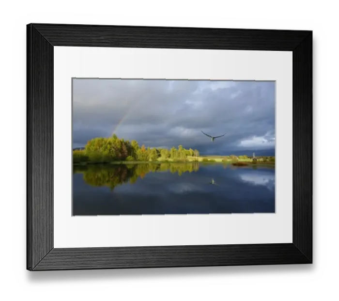 Framed Print : Osprey (Pandeon heliatus) fishing over lake in Scotland with Rainbow. UK. (Not available