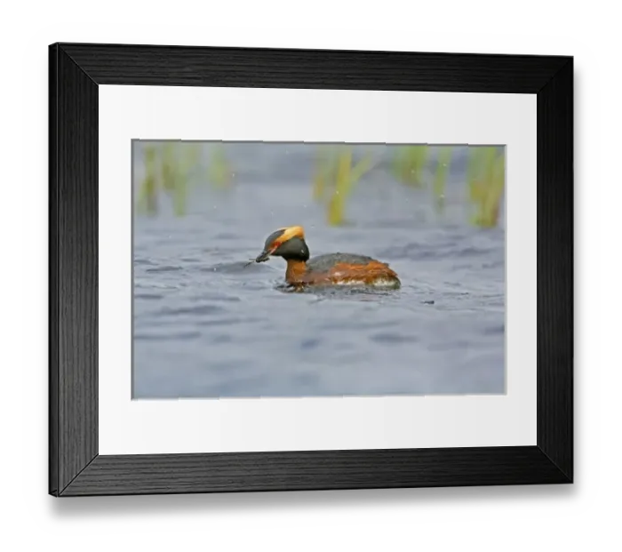 Framed Print : Europe, Scotland Framed Print : Europe, Scotland