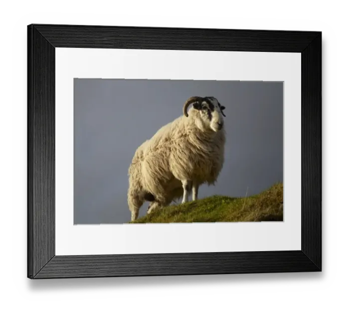 Framed Print : Sheep, Trotternish Peninsula, Isle of Skye, Scotland, United Kingdom Framed Print : Sheep, Trotternish Peninsula, Isle of Skye, Scotland, United Kingdom