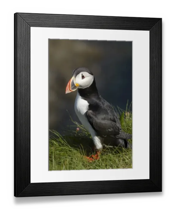 Framed Print : Puffin (Fratercula arctica), Staffa, off Isle of Mull, Scotland, United Kingdom