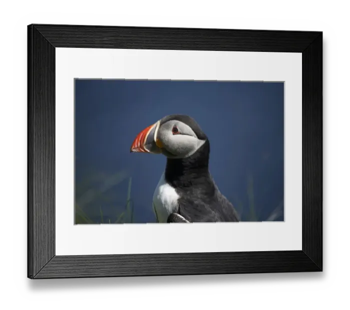 Framed Print : Puffin (Fratercula arctica), Staffa, off Isle of Mull, Scotland, United Kingdom