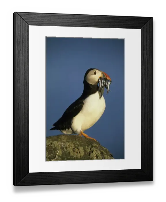 Framed Print : Atlantic Puffin, (Fratercula arctica), Scotland, Isle of May, Firth of Forth, Adult Framed Print : Atlantic Puffin, (Fratercula arctica), Scotland, Isle of May, Firth of Forth, Adult
