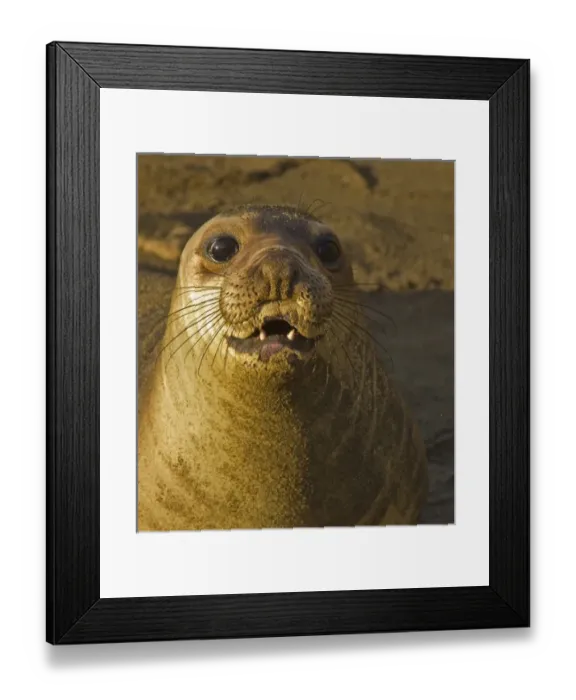 Framed Print : USA, North America, California