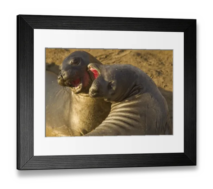 Framed Print : USA, North America, California