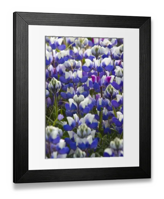 Framed Print : Stand of lupine wildflowers at Big Sur, California, USA Framed Print : Stand of lupine wildflowers at Big Sur, California, USA