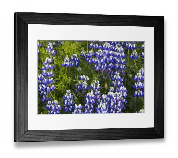 Framed Print : Stand of lupine wildflowers at Big Sur, California, USA