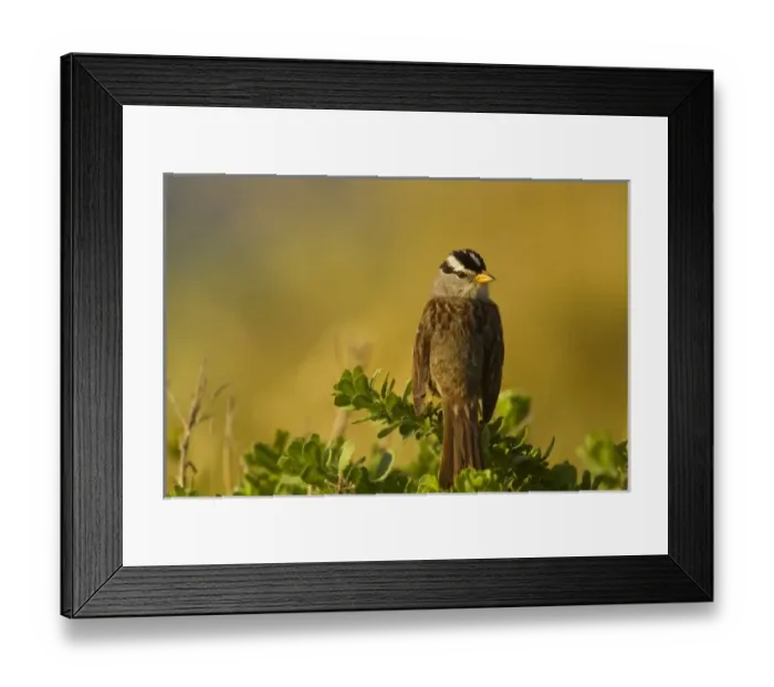 Framed Print : USA, North America, California Framed Print : USA, North America, California