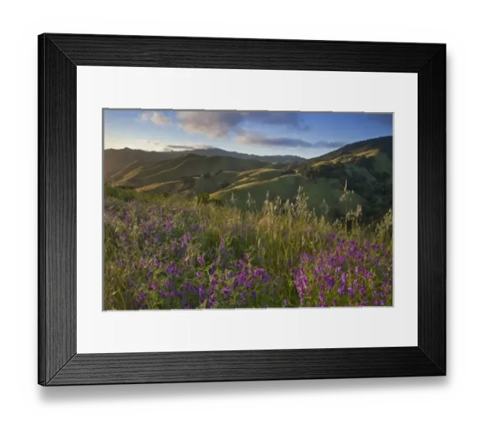 Framed Print : American vetch wildflowers in the Santa Lucia Mountains near Cambria, California, USA