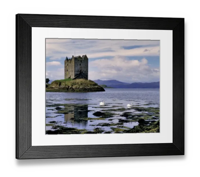 Framed Print : Scotland, Highland, Wester Ross, Stalker Castle. Mute swans paddle by Stalker Castle