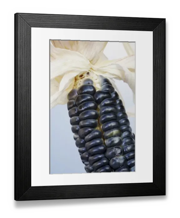 Framed Print : Blue Hopi corn (Zea mays) (MR)