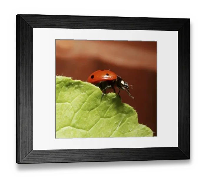 Framed Print : Europe, Serbia Framed Print : Europe, Serbia