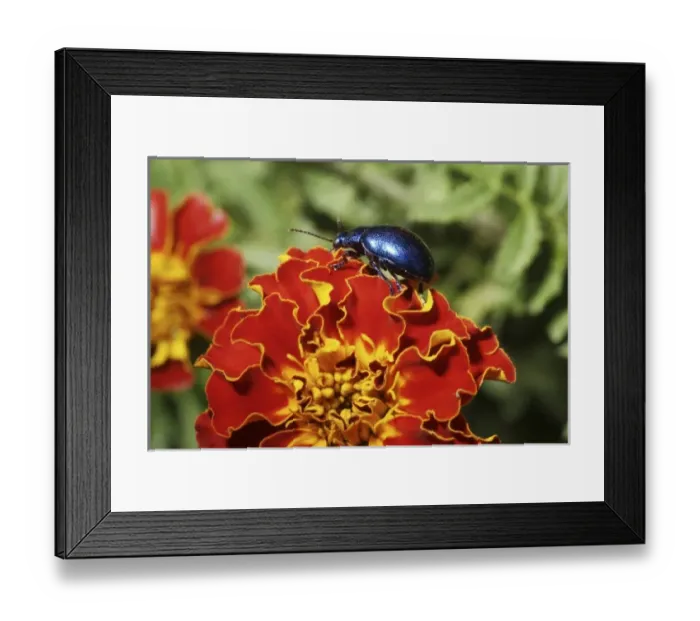 Framed Print : Blue Milkweed Beetle placed on flower (MR) Framed Print : Blue Milkweed Beetle placed on flower (MR)