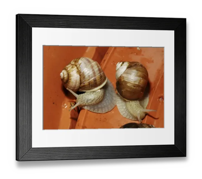 Framed Print : The brown garden snail, widely used in escargot. (MR)