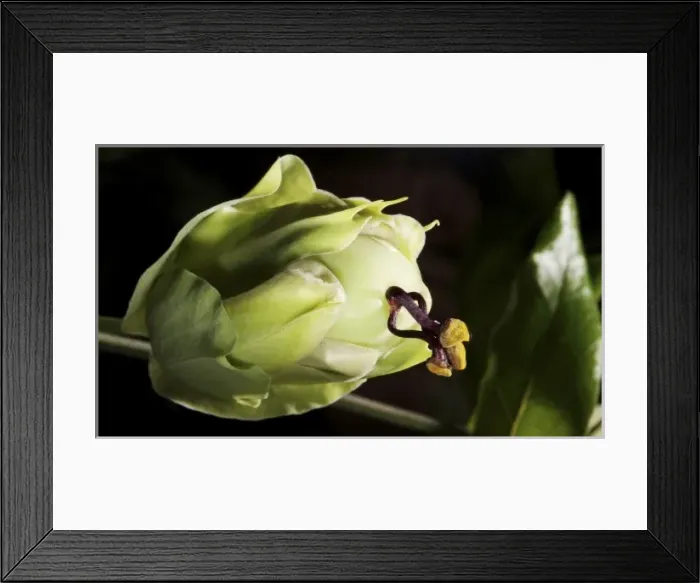 Framed Print : Passionfruit growing on vine (MR) Framed Print : Passionfruit growing on vine (MR)