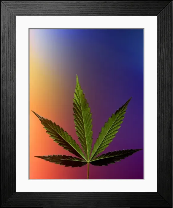 Framed Print : Serbia, Belgrade. Marijuana leaf