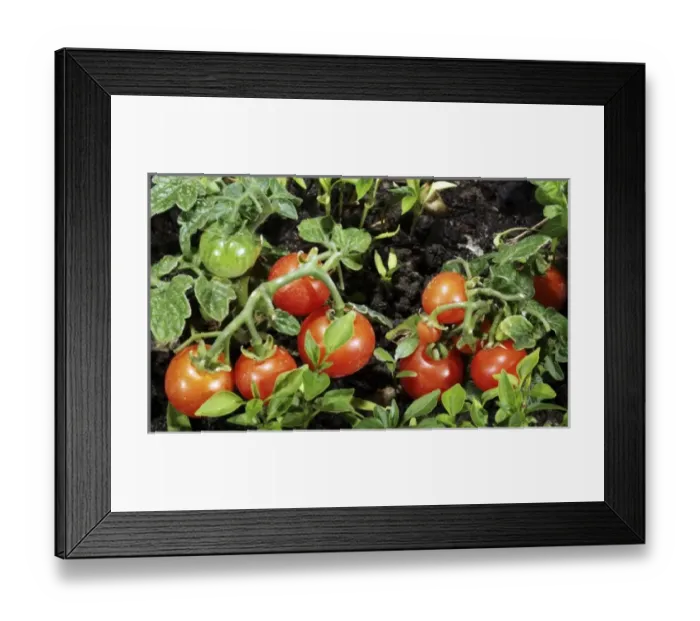 Framed Print : Unknown. Tomato plants in greenhouse