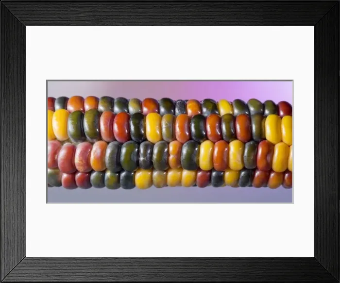 Framed Print : Painted Mountain Corn