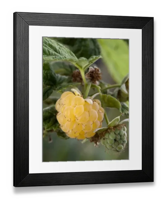 Framed Print : Europe, Serbia