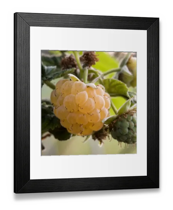 Framed Print : Europe, Serbia Framed Print : Europe, Serbia