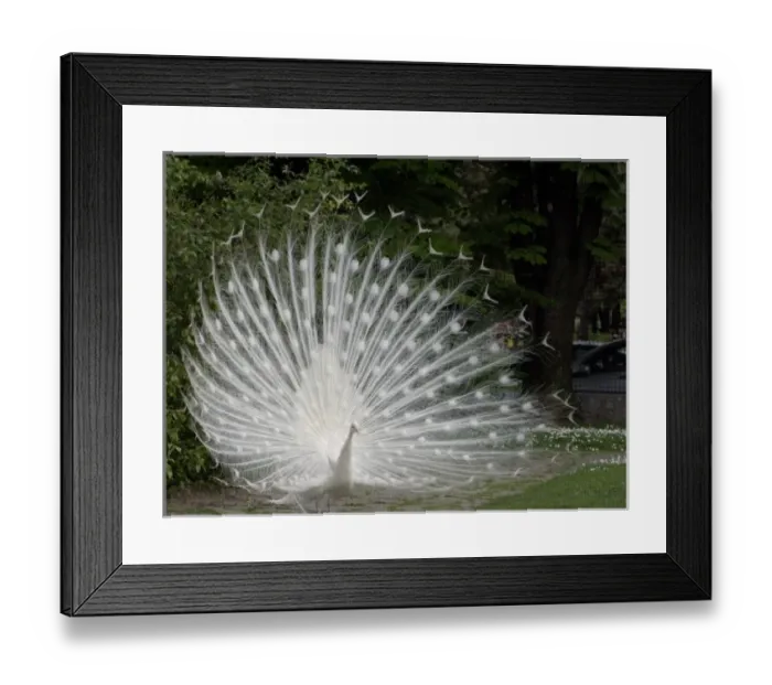 Framed Print : Albino peacock with open fan at Belgrade Zoo Framed Print : Albino peacock with open fan at Belgrade Zoo