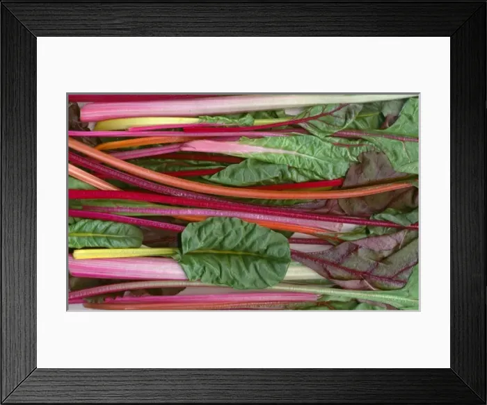 Framed Print : Five colored swiss chard, grown on ranch of Russell Gordon and Jelena Kajtaz