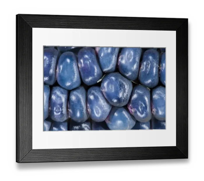 Framed Print : Two ears of Vadito Blue corn (Zea mays) are accompanied by Painted Mountain corn Framed Print : Two ears of Vadito Blue corn (Zea mays) are accompanied by Painted Mountain corn