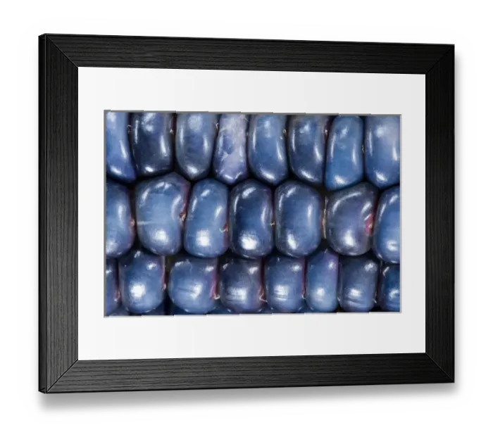 Framed Print : Two ears of Vadito Blue corn (Zea mays) are accompanied by Painted Mountain corn