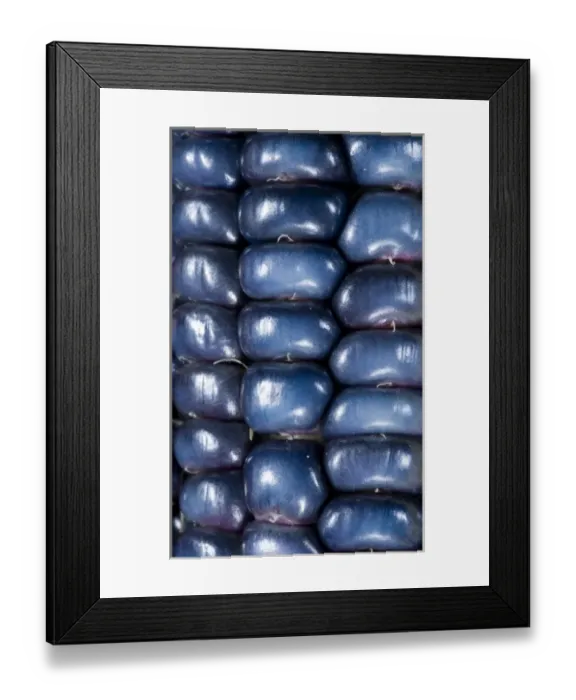 Framed Print : Two ears of Vadito Blue corn (Zea mays) are accompanied by Painted Mountain corn Framed Print : Two ears of Vadito Blue corn (Zea mays) are accompanied by Painted Mountain corn