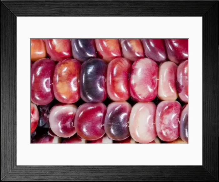 Framed Print : Two ears of Vadito Blue corn (Zea mays) are accompanied by Painted Mountain corn