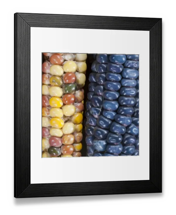 Framed Print : Two ears of Vadito Blue corn (Zea mays) are accompanied by Painted Mountain corn Framed Print : Two ears of Vadito Blue corn (Zea mays) are accompanied by Painted Mountain corn