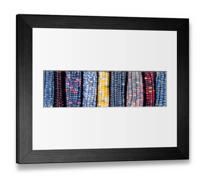 Framed Print : Ears of Native American corn (Zea mays) including Hopi Blue, Vadito Blue, Escondido Blue Framed Print : Ears of Native American corn (Zea mays) including Hopi Blue, Vadito Blue, Escondido Blue